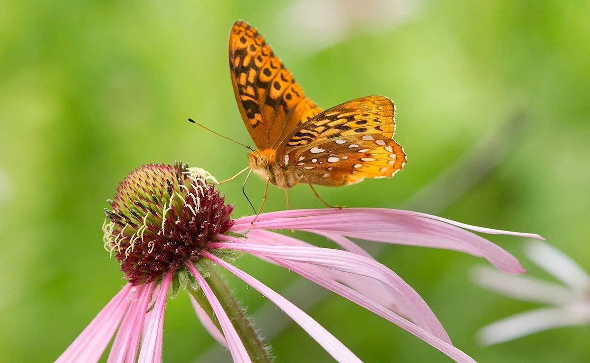 Outdoor Adventures Await in Callaway County
